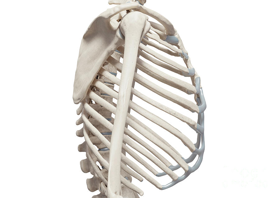 Rib Cage Photograph By Medical Graphics Michael Hoffmann Science Photo Library Pixels