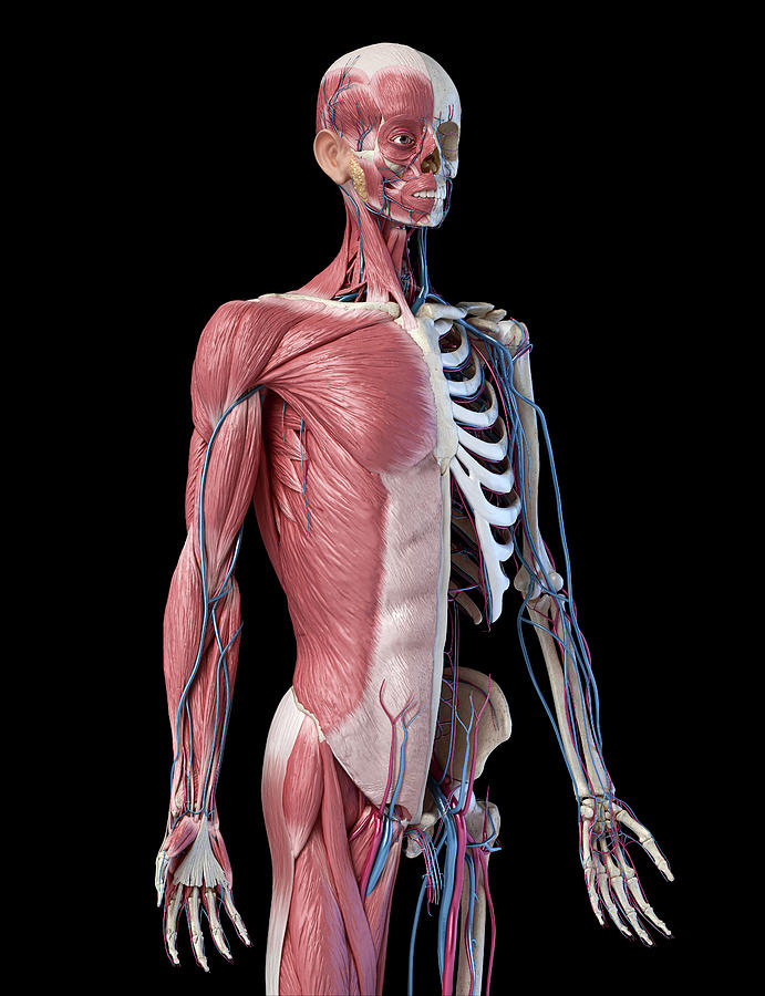 Upper Body Skeleton With Muscles Veins Photograph By Pixelchaos