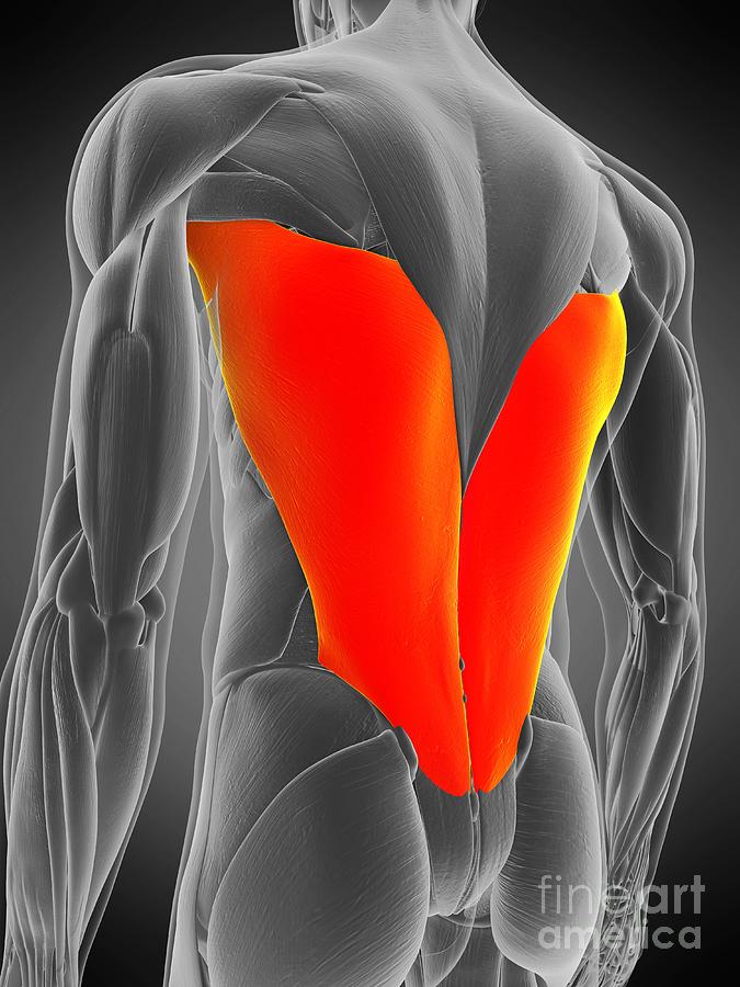 Latissimus Dorsi Muscle Photograph By Sebastian Kaulitzki Science Photo