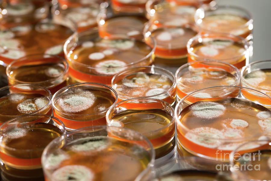 Microbes Growing On Agar Plate By Wladimir Bulgar Science Photo Library