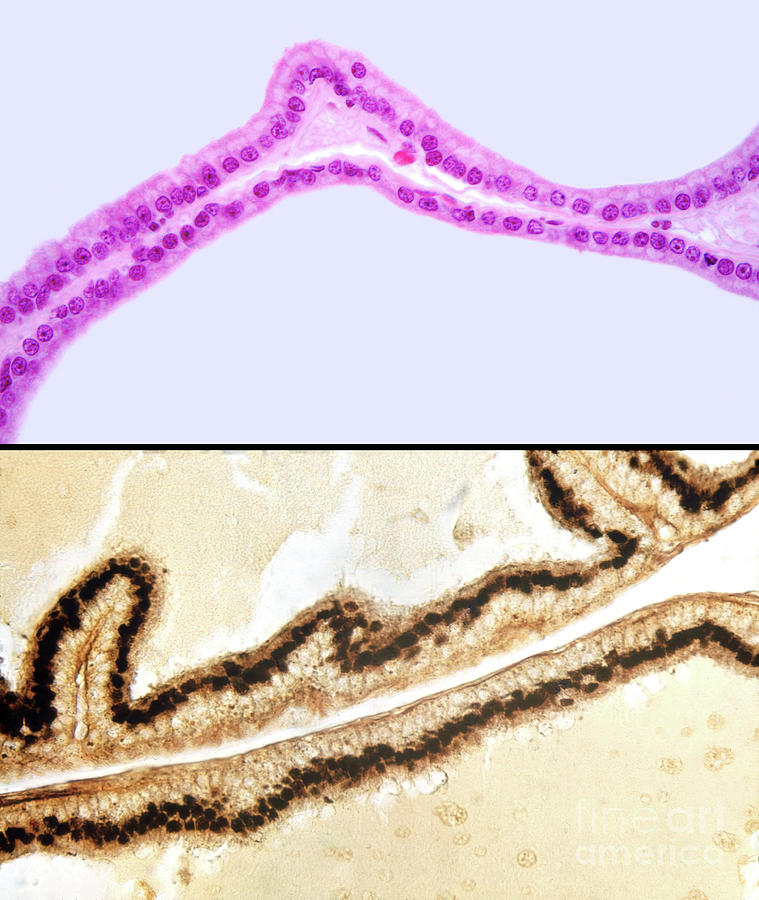 Simple Columnar Epithelium By Jose Calvo Science Photo Library