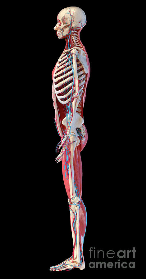 Human Skeleton Photograph By Leonello Calvetti Science Photo Library Pixels