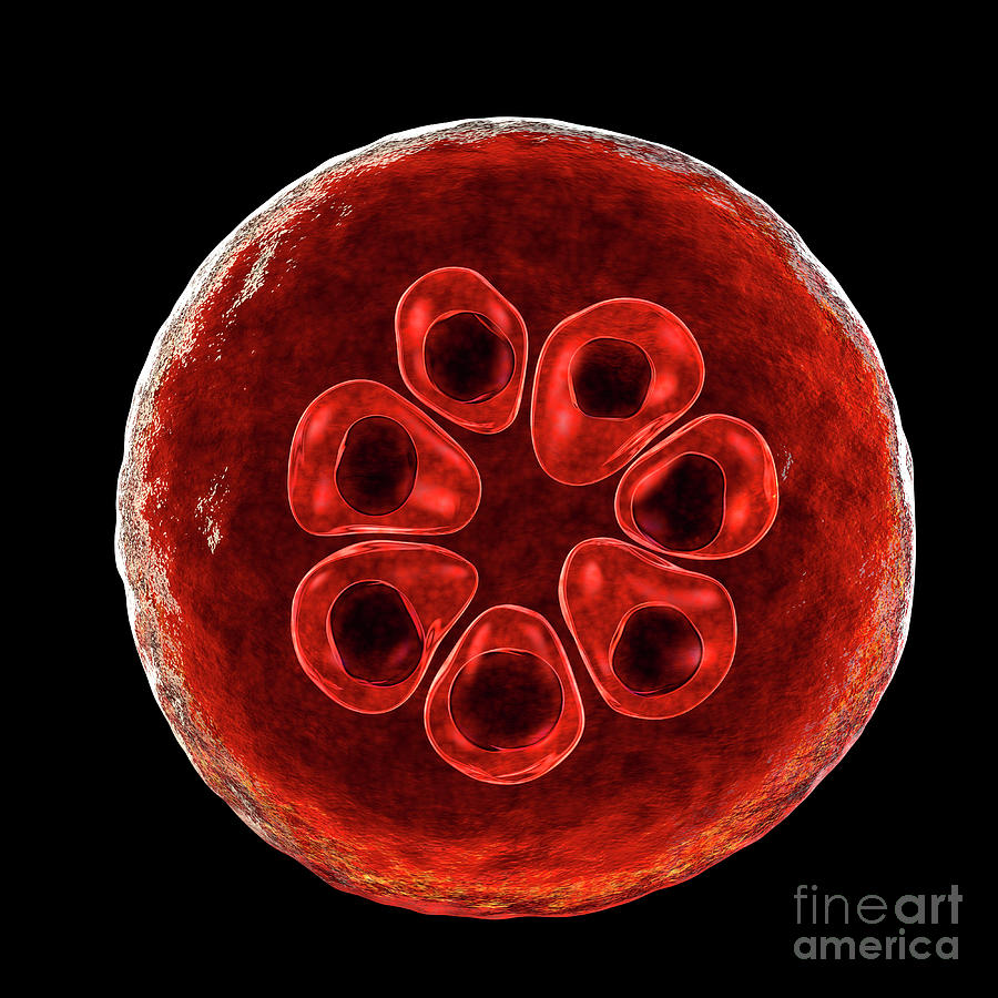 Plasmodium Malariae Inside Red Blood Cell Photograph By Kateryna Kon