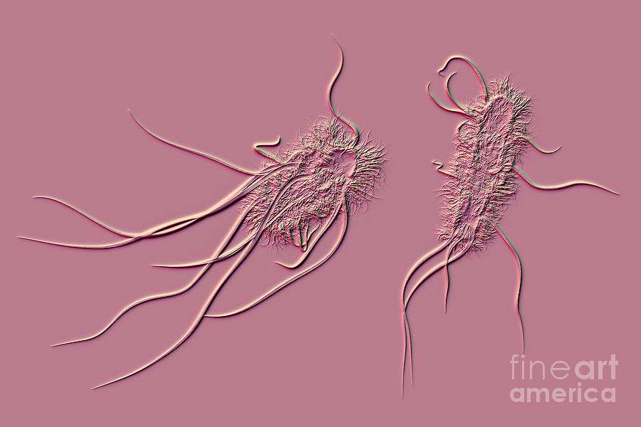 Escherichia Coli Bacteria 25 Photograph By Kateryna Kon Science Photo