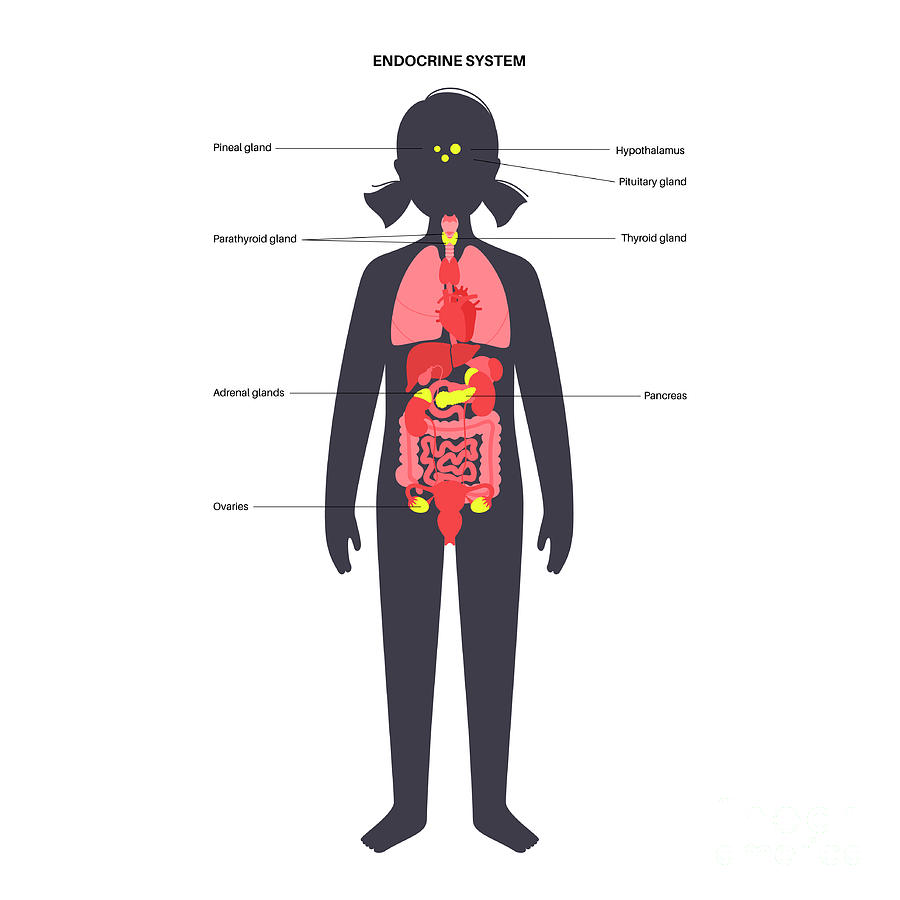 Human Endocrine System Photograph By Pikovit Science Photo Library