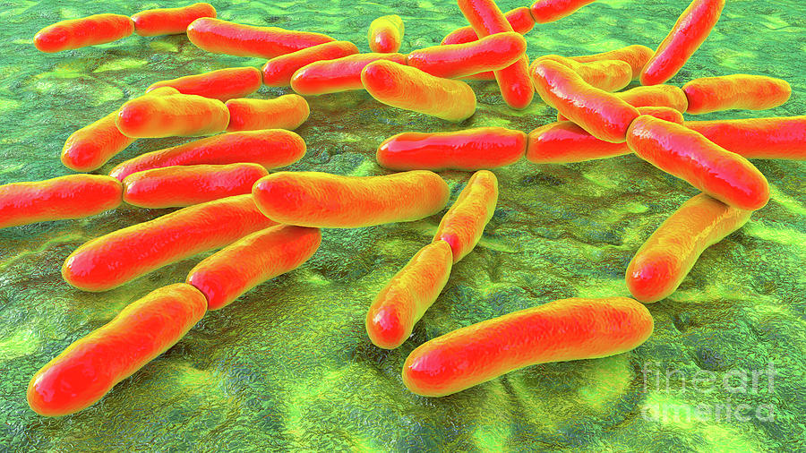 Bifidobacterium Bacteria 26 By Kateryna Kon Science Photo Library