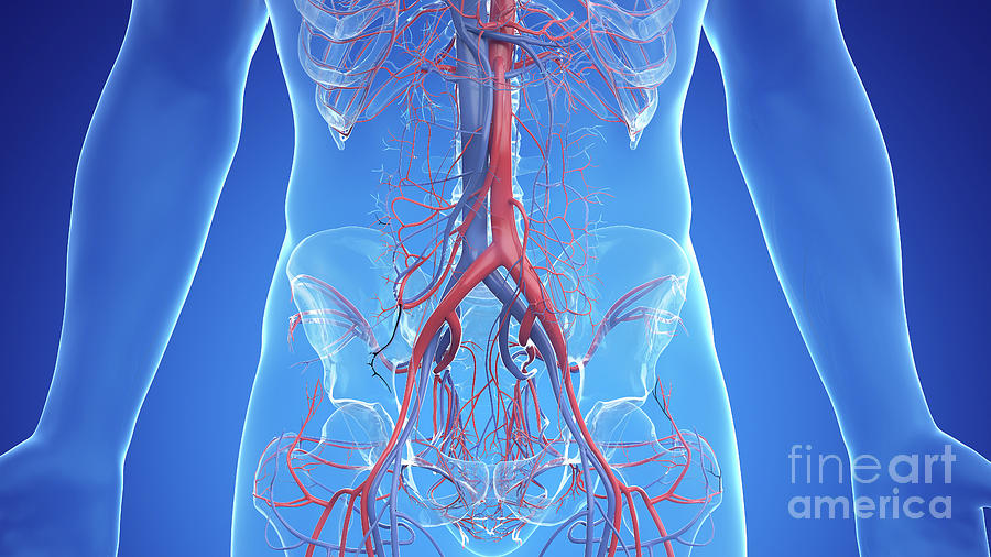 Abdominal Vascular System Photograph By Sebastian Kaulitzki Science