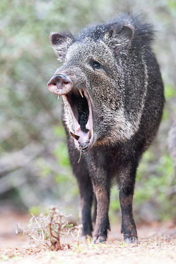 Collared Peccary Photograph By Dr P Marazzi Science Photo Library