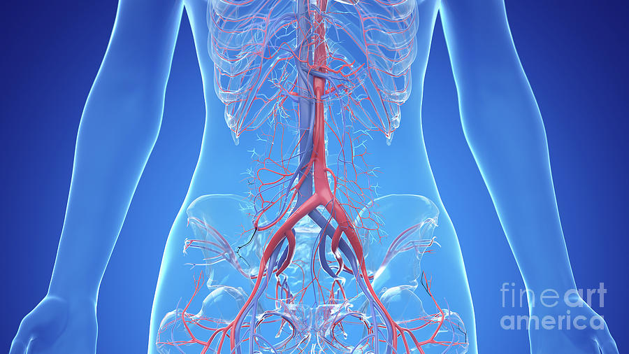 Human Abdominal Vascular System Photograph By Sebastian Kaulitzki Science Photo Library Pixels