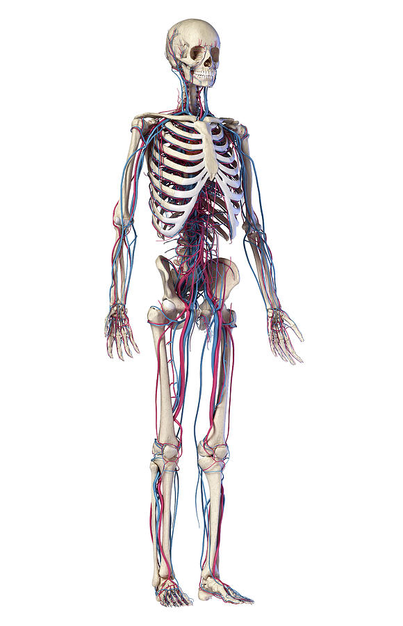 Human Skeleton With Veins And Arteries Photograph By Pixelchaos Pixels