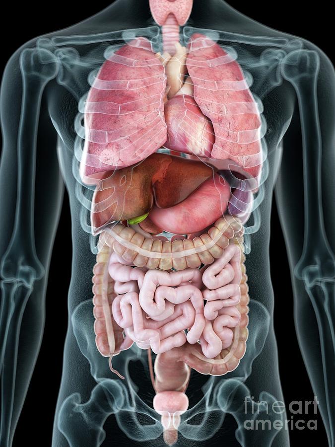 Illustration Of A Man S Internal Organs Photograph By Sebastian