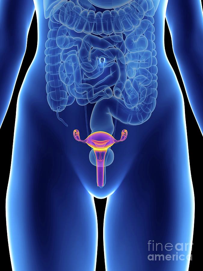 Illustration Of A Woman S Uterus Photograph By Sebastian Kaulitzki