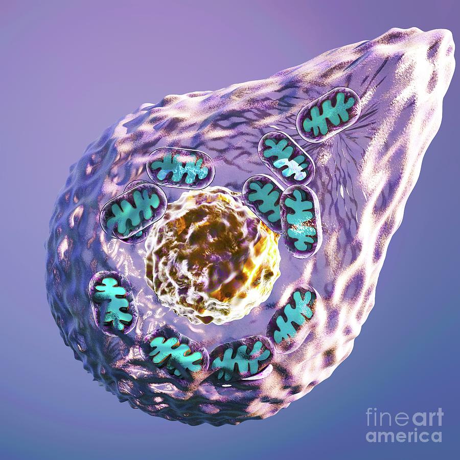 Mitochondrial Changes In Cell Reprogramming Photograph By Ella Maru