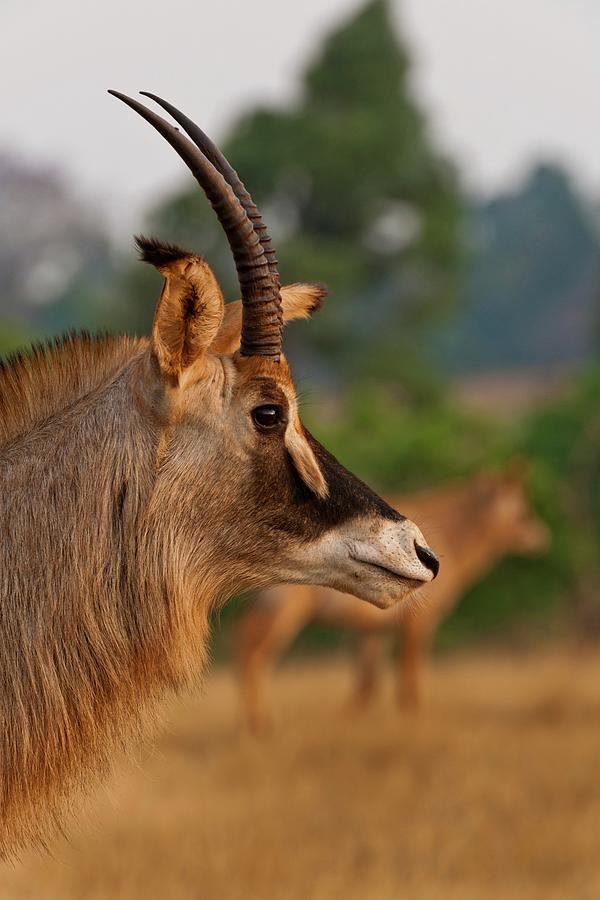 Roan Antelope Hippotragus Equinus Photograph By Roger De La Harpe