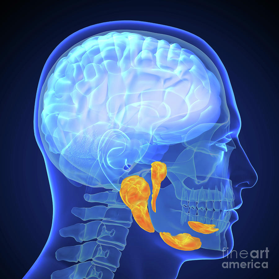 Salivary Glands Photograph By Fernando Da Cunha Science Photo Library