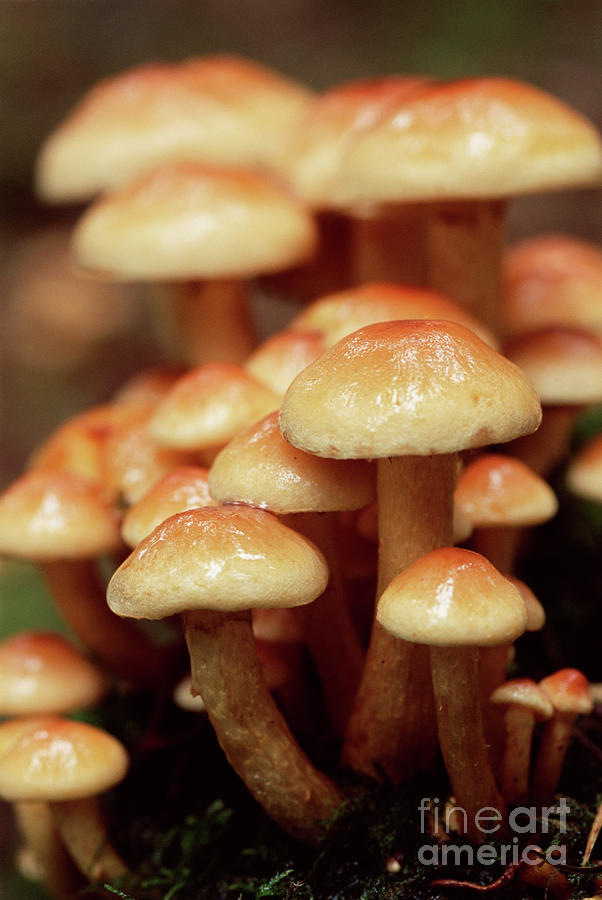 Sulphur Tuft Mushrooms By John Wright Science Photo Library