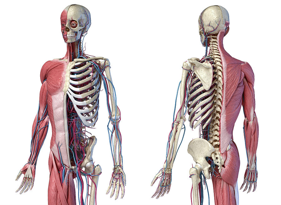 Upper Body Skeleton With Muscles Veins Photograph By Pixelchaos Pixels