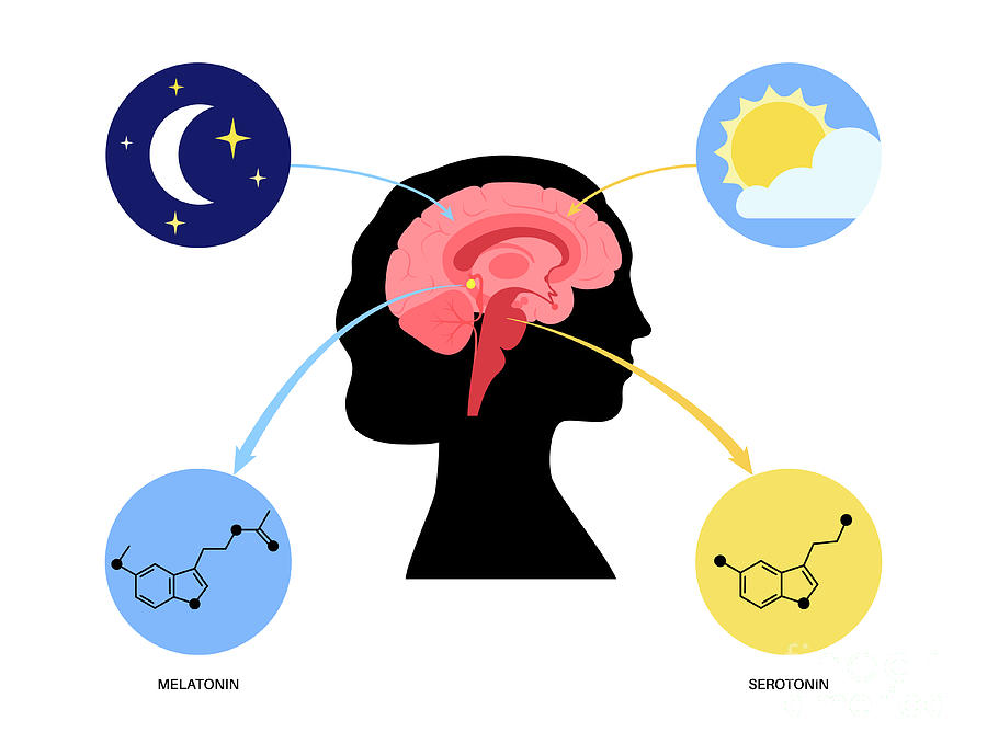 Sleep Wake Cycle Photograph By Pikovit Science Photo Library Fine