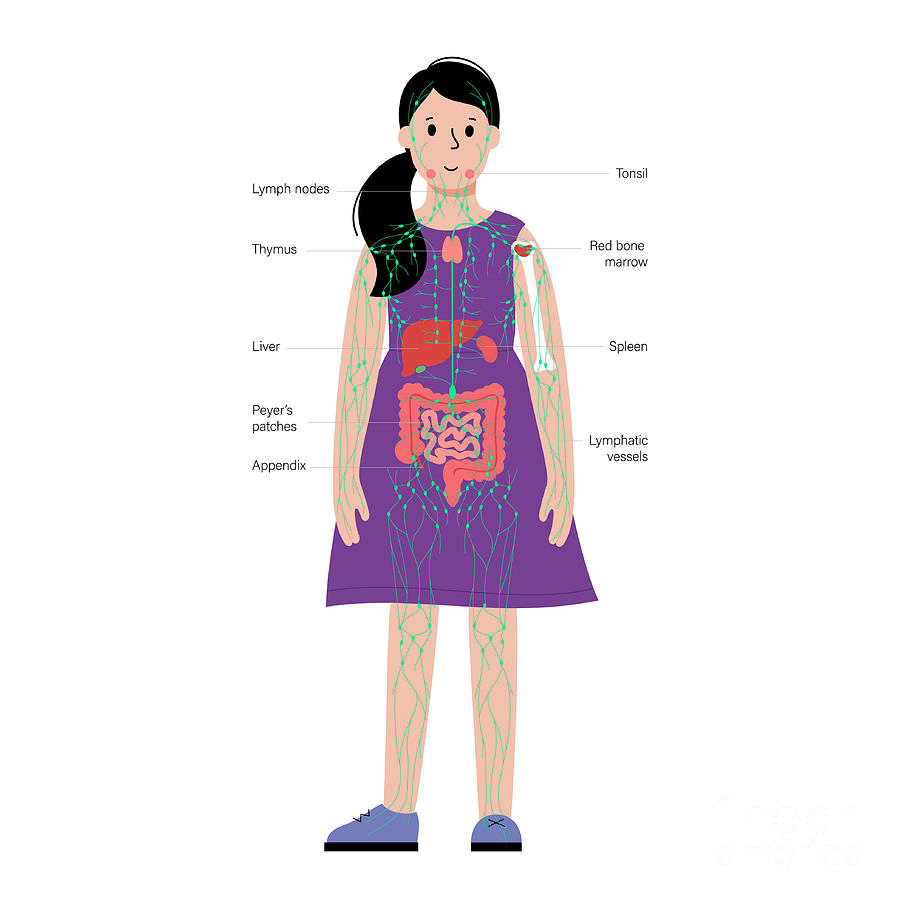 Lymphatic System And Organs Photograph By Pikovit Science Photo