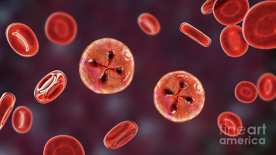 Babesia Parasites Inside Red Blood Cell Photograph By Kateryna Kon