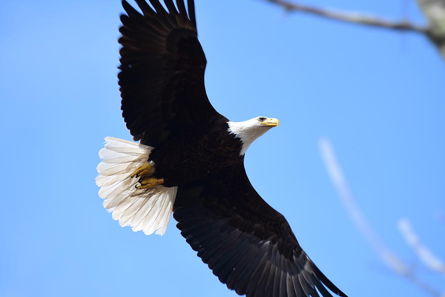 Bald Eagle In Flight Photograph By Jo Ann Matthews Fine Art America