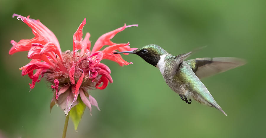 Hummingbird Photograph By Davidhx Chen Fine Art America