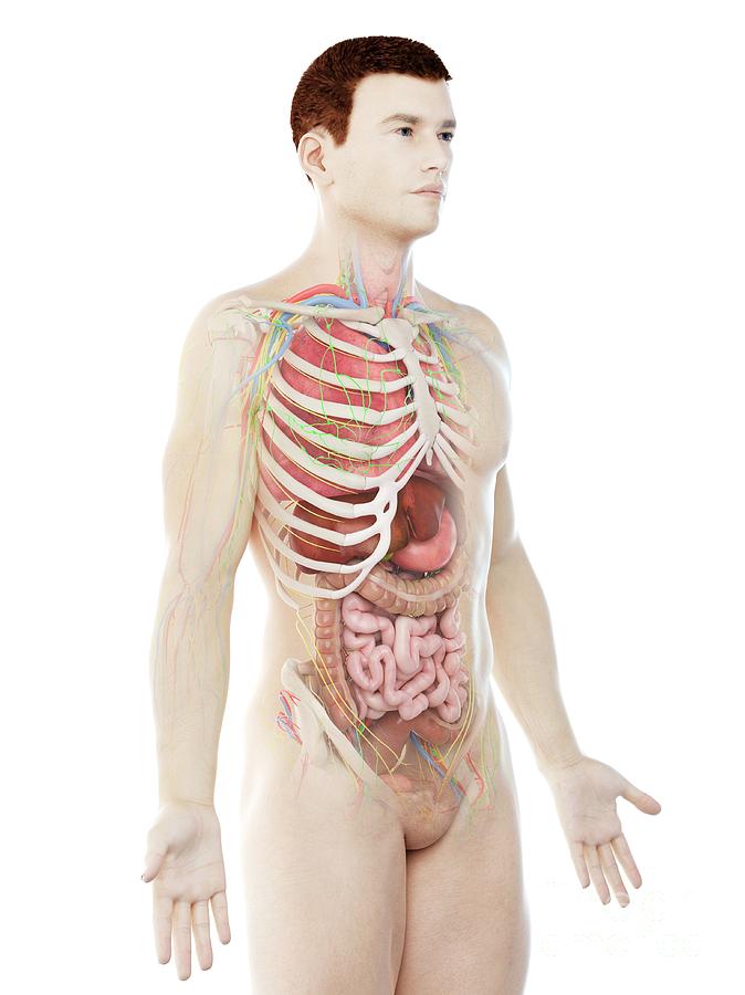 Male Anatomy Photograph By Sebastian Kaulitzki Science Photo Library