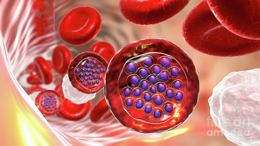 Plasmodium Falciparum Inside Red Blood Cell Photograph By Kateryna Kon