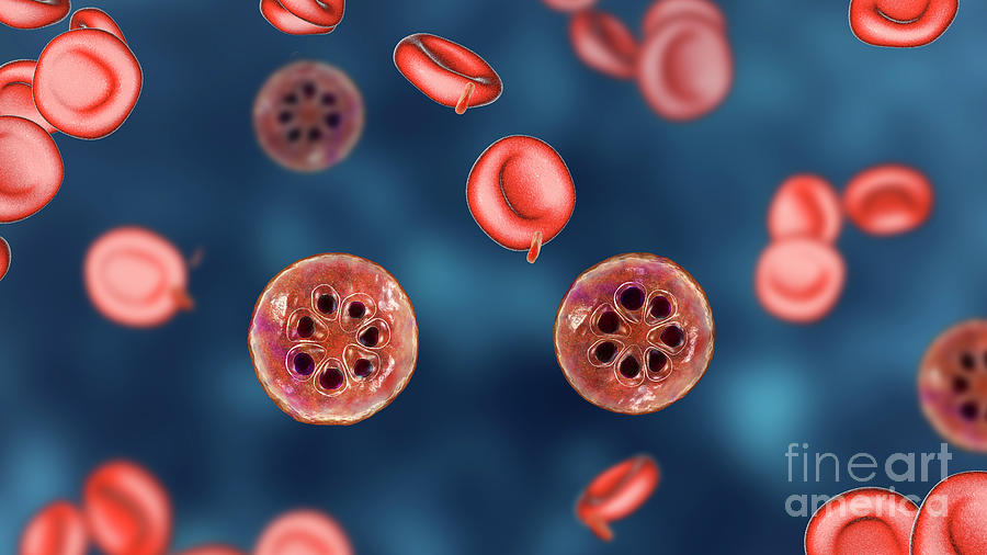 Plasmodium Malariae Inside Red Blood Cell Photograph By Kateryna Kon