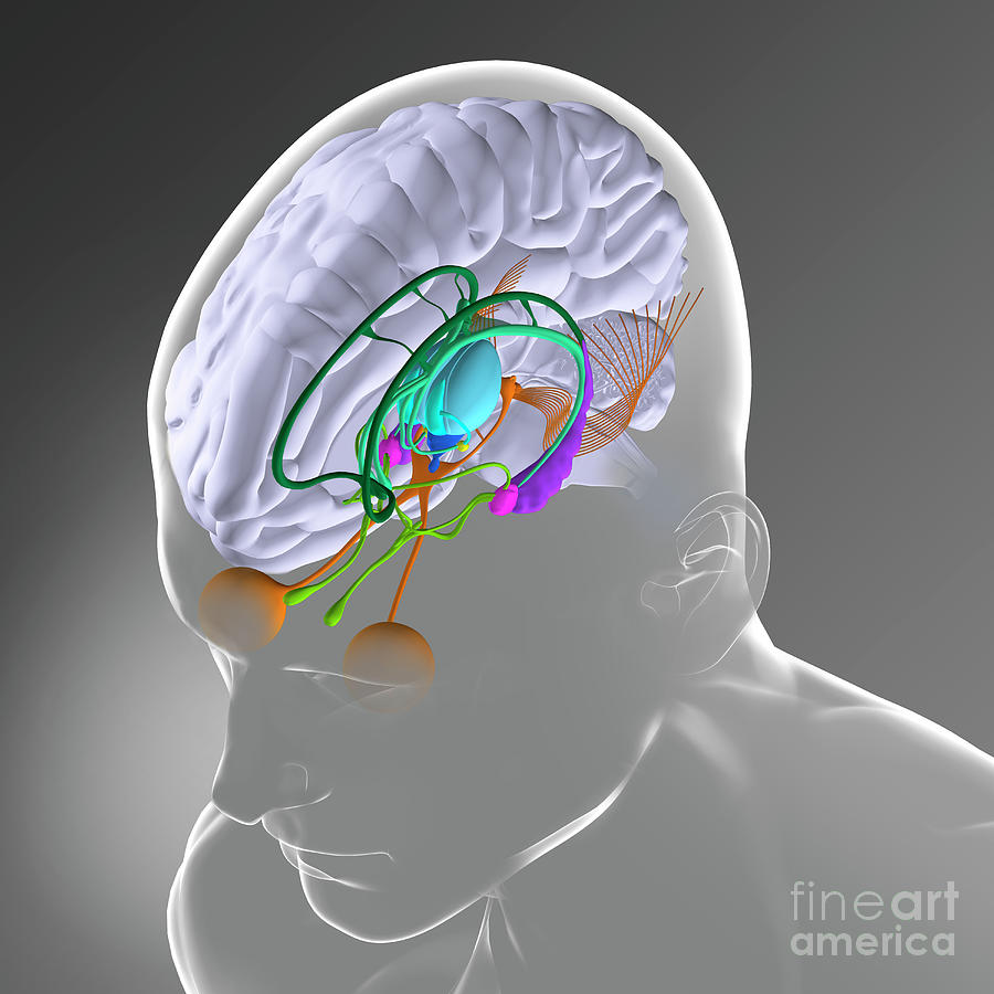 Brain Anatomy Photograph By Fernando Da Cunha Science Photo Library