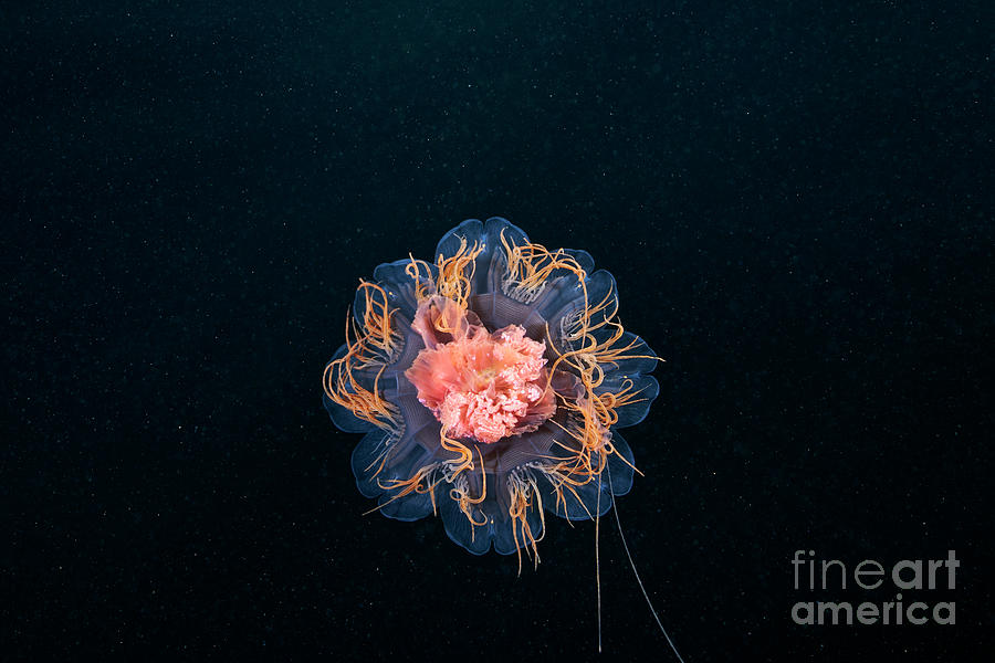 Lion S Mane Jellyfish Photograph By Alexander Semenov Science Photo