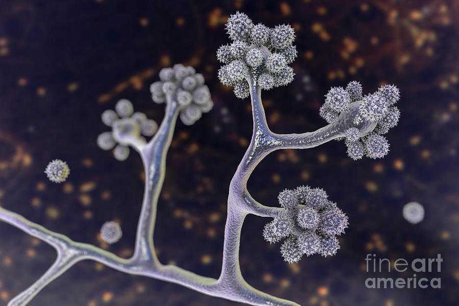 Cunninghamella Fungi Photograph By Kateryna Kon Science Photo Library