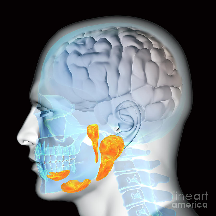 Salivary Glands Photograph By Fernando Da Cunha Science Photo Library