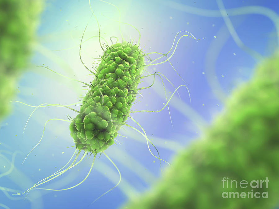 Salmonella Bacteria Photograph By Nobeastsofierce Science Photo Library