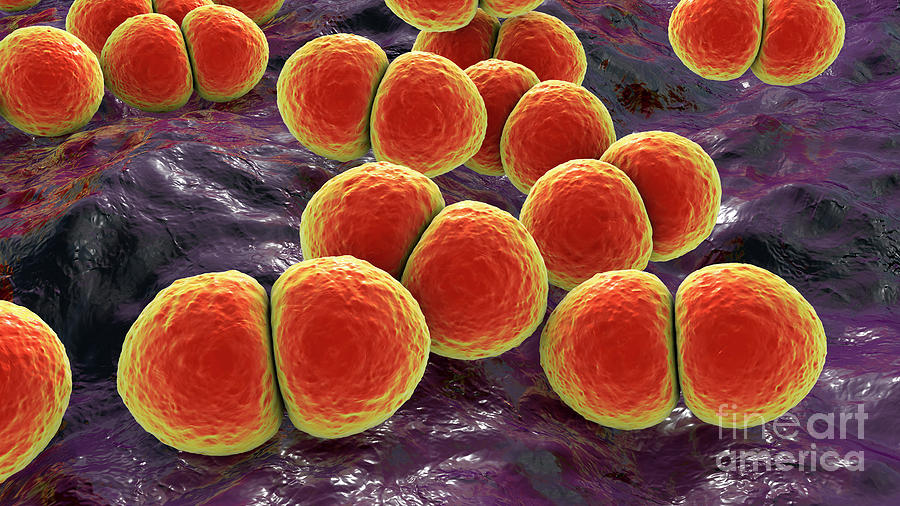 Streptococcus Pneumoniae Bacteria Photograph By Kateryna Kon Science