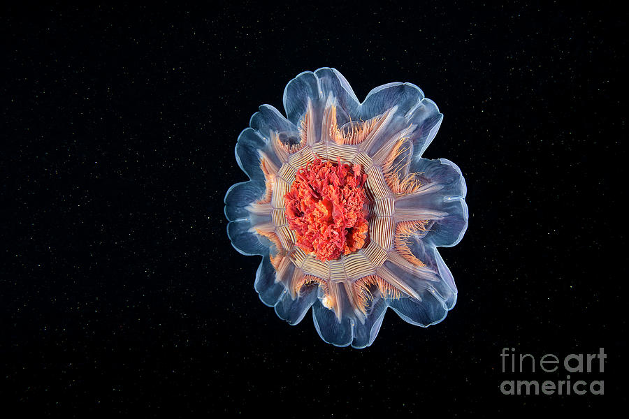 Lion S Mane Jellyfish Photograph By Alexander Semenov Science Photo