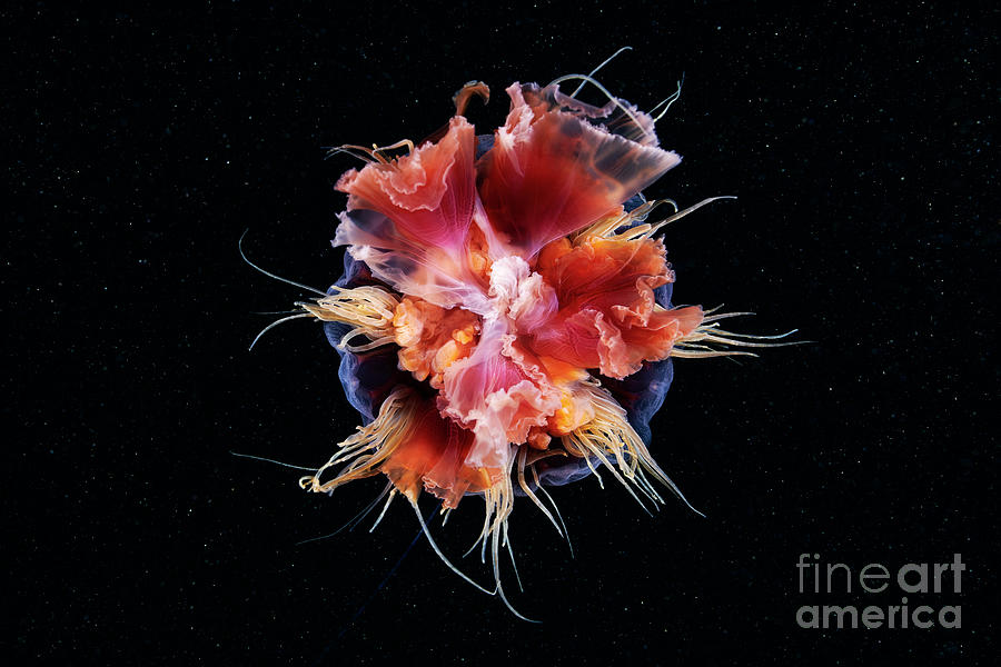 Lion S Mane Jellyfish Photograph By Alexander Semenov Science Photo