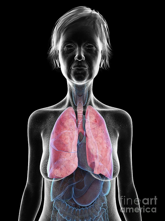 Illustration Of An Old Woman S Lung Photograph By Sebastian Kaulitzki