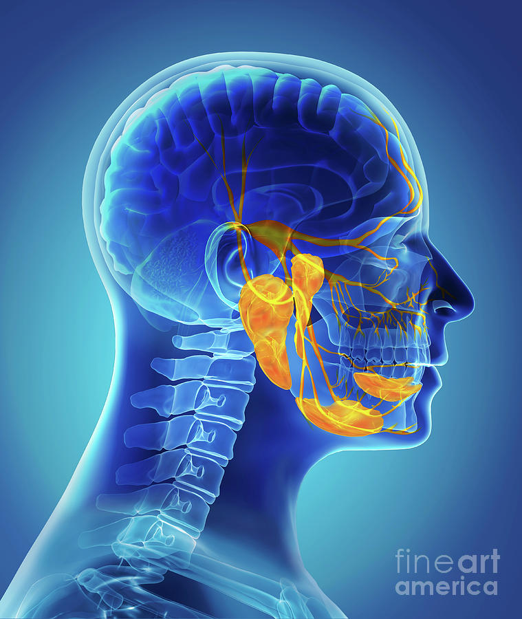 Salivary Glands Photograph By Fernando Da Cunha Science Photo Library