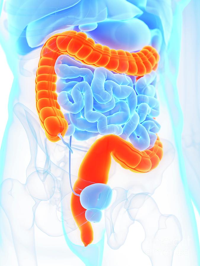 Large Intestine Photograph By Sebastian Kaulitzki Science Photo Library Pixels