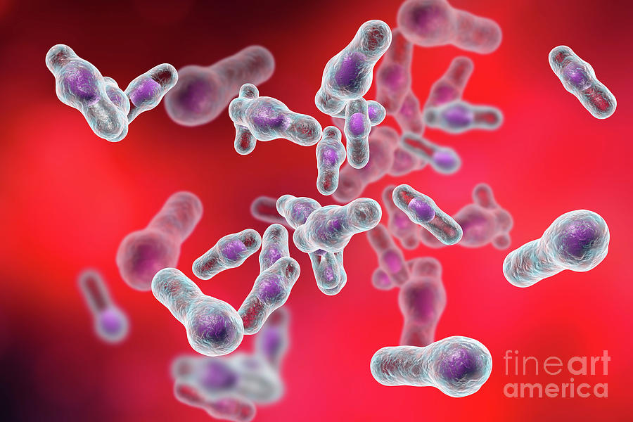 Clostridium Bacteria By Kateryna Kon Science Photo Library