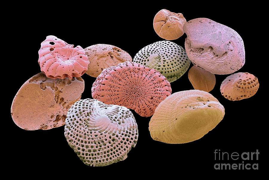 Foraminifera By Steve Gschmeissner Science Photo Library