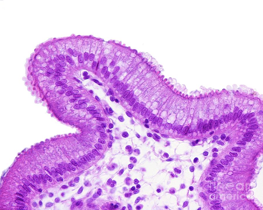 Simple Columnar Epithelium Photograph By Jose Calvo Science Photo