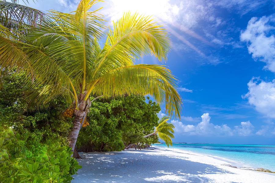 Tranquil Beach Scene Exotic Tropical Photograph By Levente Bodo Fine