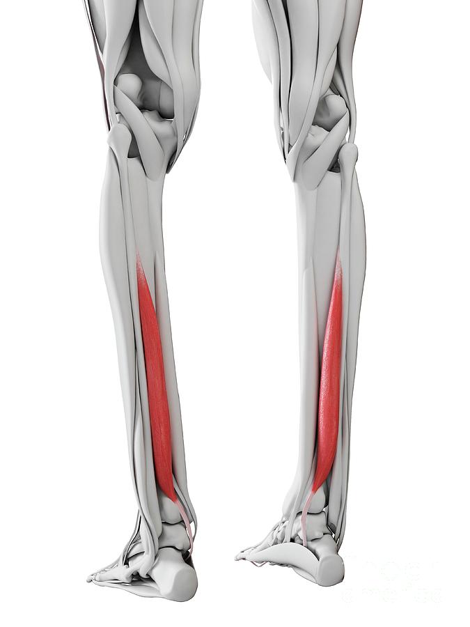 Flexor Hallucis Muscle Photograph By Sebastian Kaulitzki Science Photo