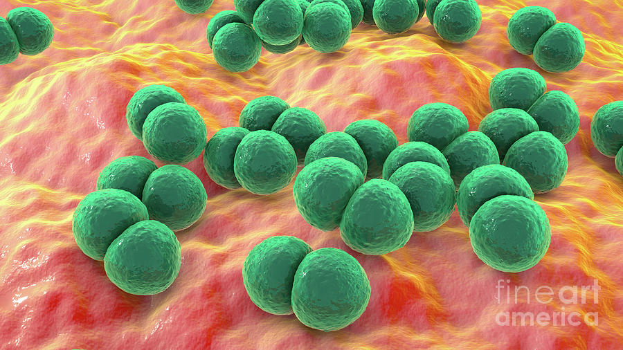 Streptococcus Pneumoniae Bacteria Photograph By Kateryna Kon Science