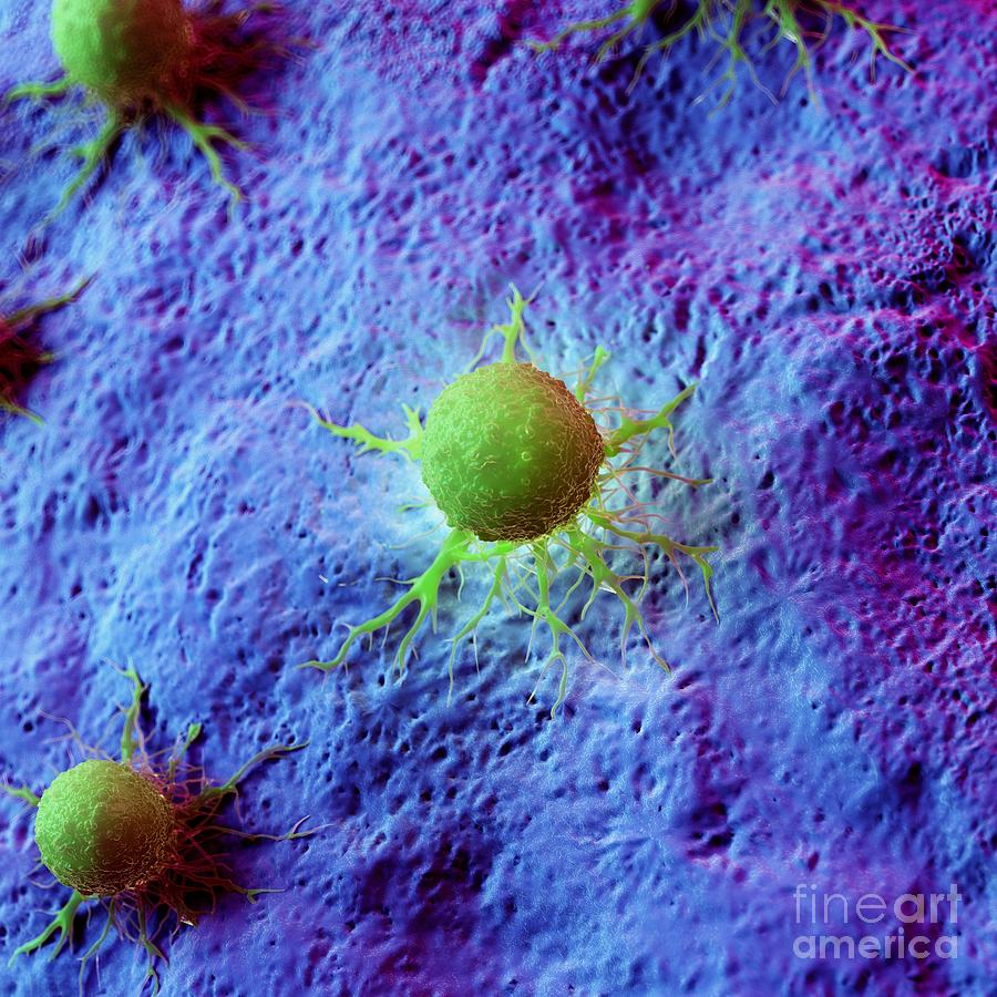 Cancer Cells Photograph By Sebastian Kaulitzki Science Photo Library