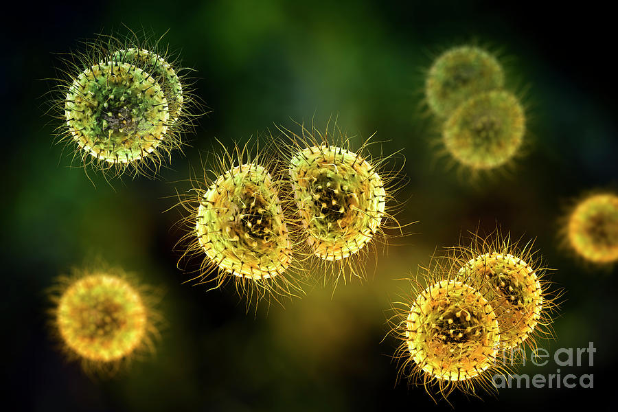 Meningitis Bacteria Photograph By Kateryna Kon Science Photo Library