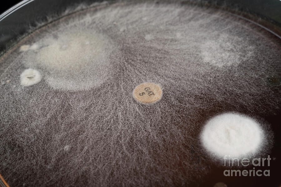 Microbes Growing On Agar Plate Photograph By Wladimir Bulgar Science