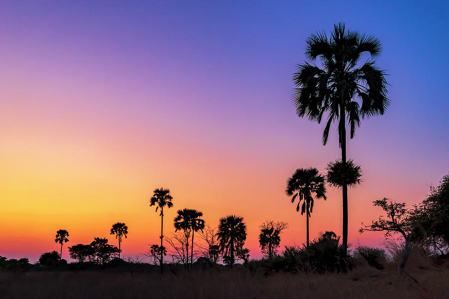 Africans Palm In The Sunset Photograph By Betty Eich Pixels